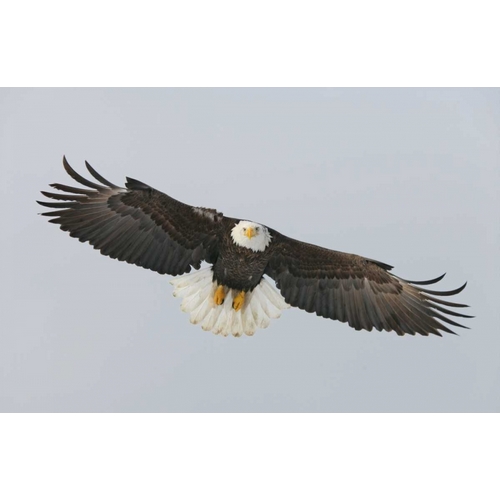 Alaska, Homer Bald eagle flying